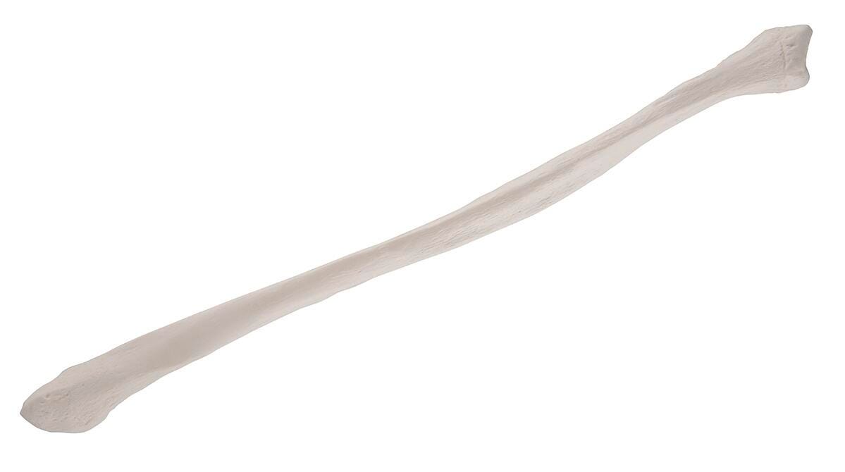 Forensic Anthropology, Item Number 1268653